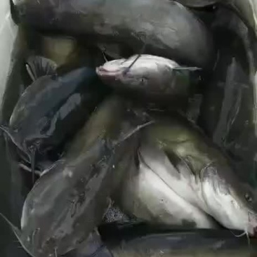 一手的原塘精品饲料塘鮰鱼