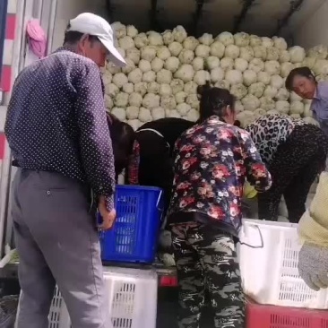 精品娃娃菜