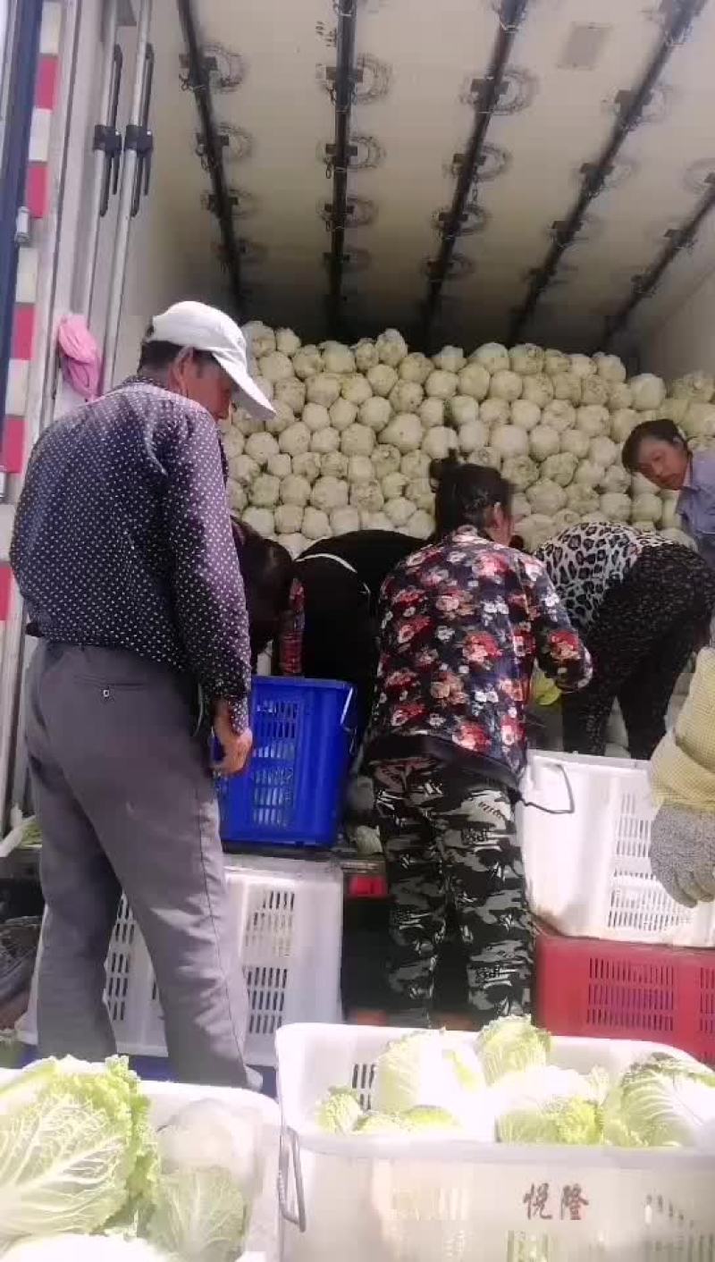 精品娃娃菜