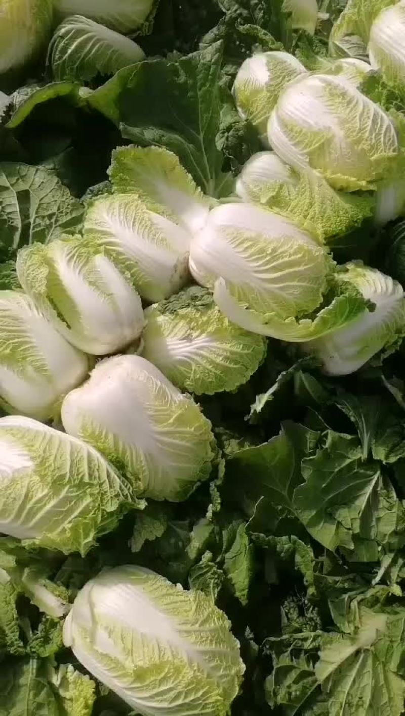 精品娃娃菜