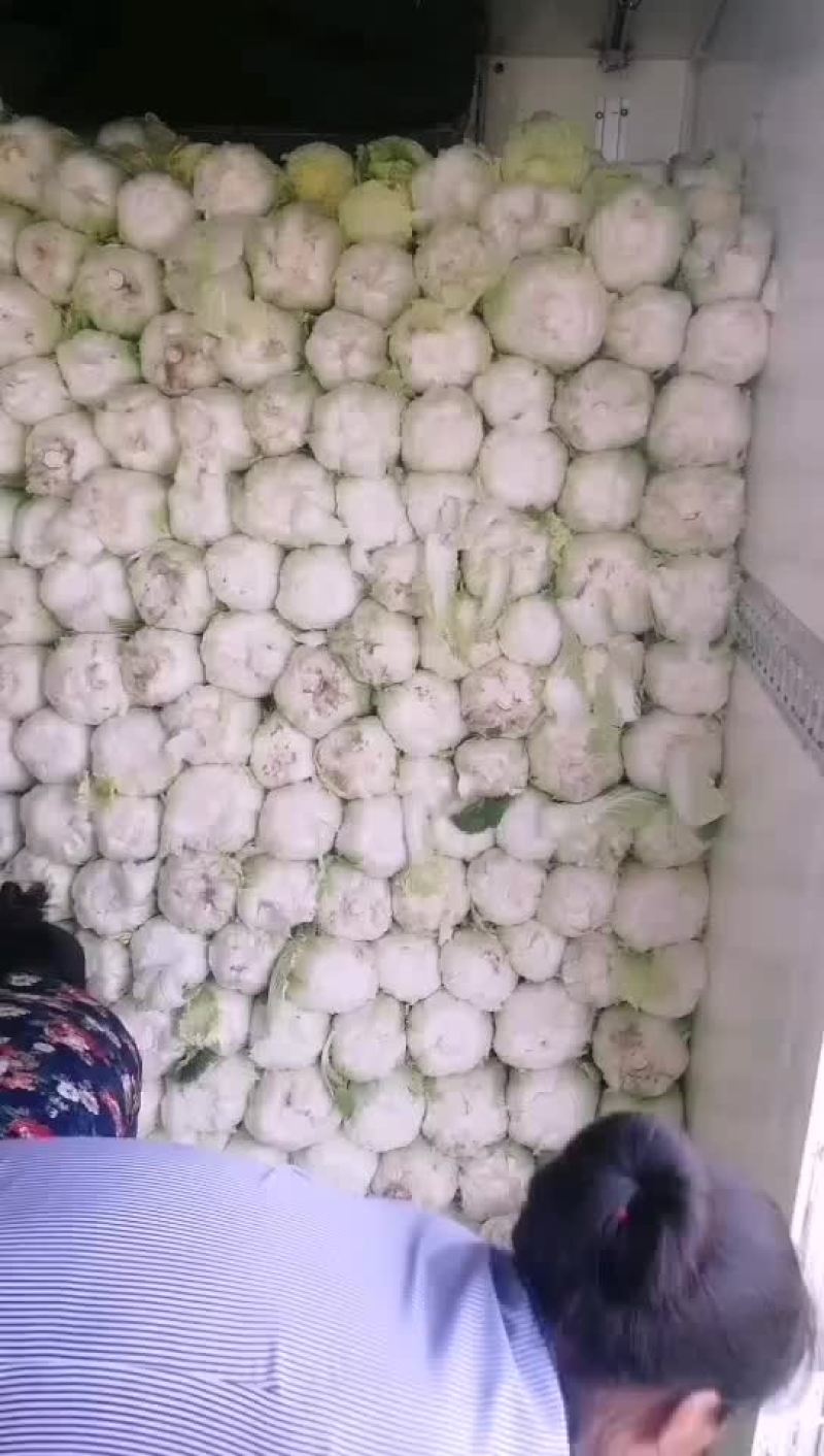 精品娃娃菜