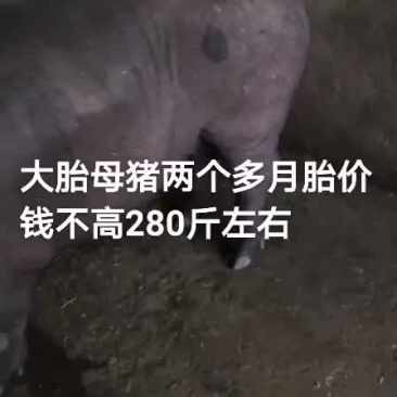 猪