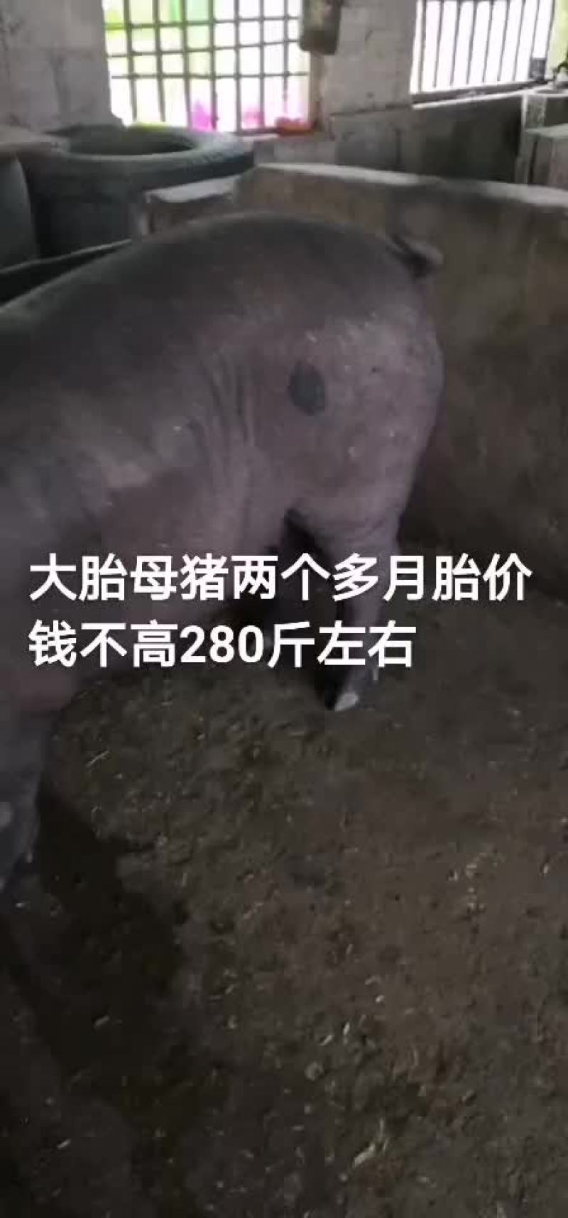 猪