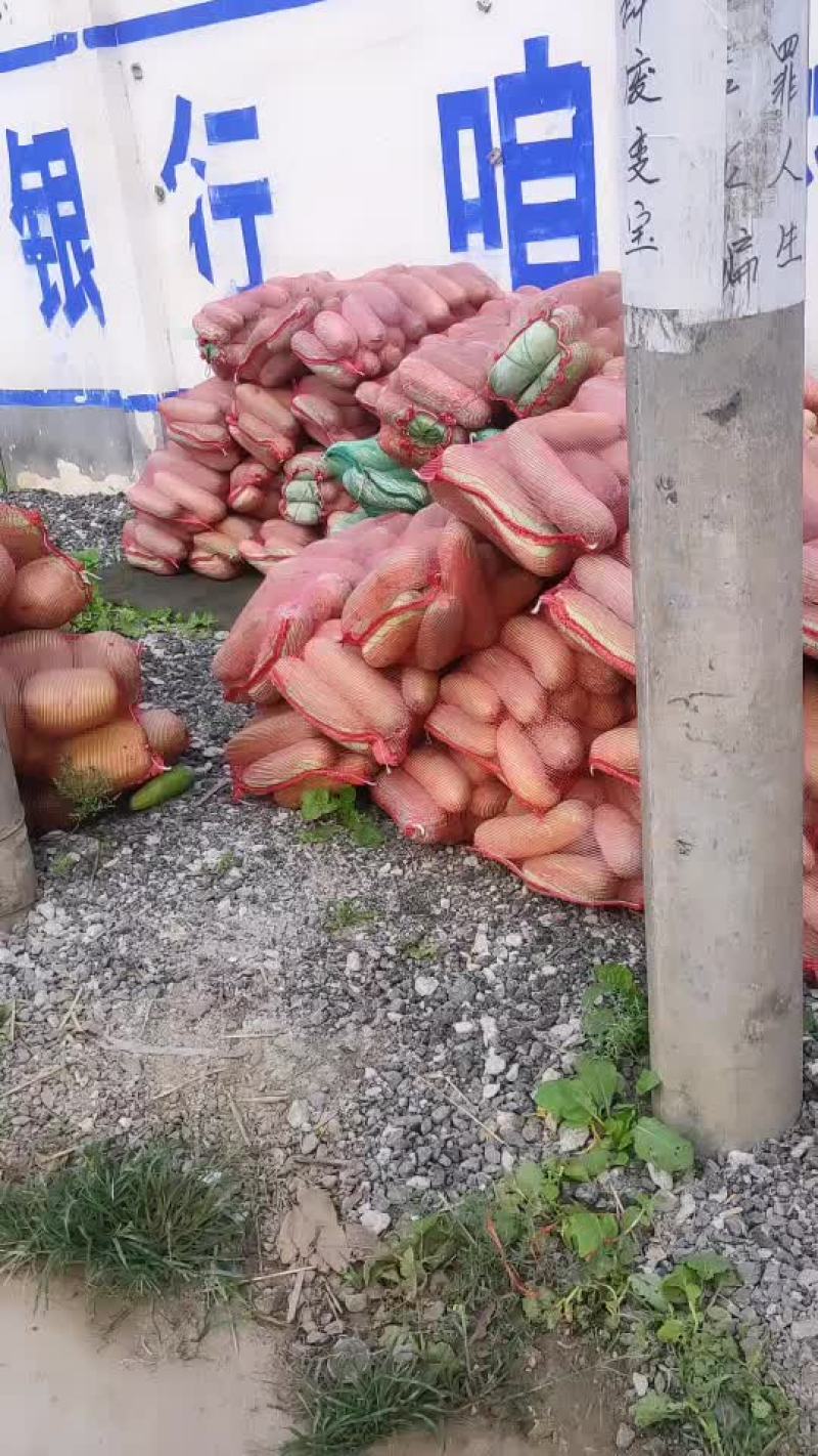 水果冬瓜小棒冬瓜大量上市中…价格美丽…