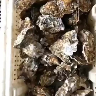 生蚝