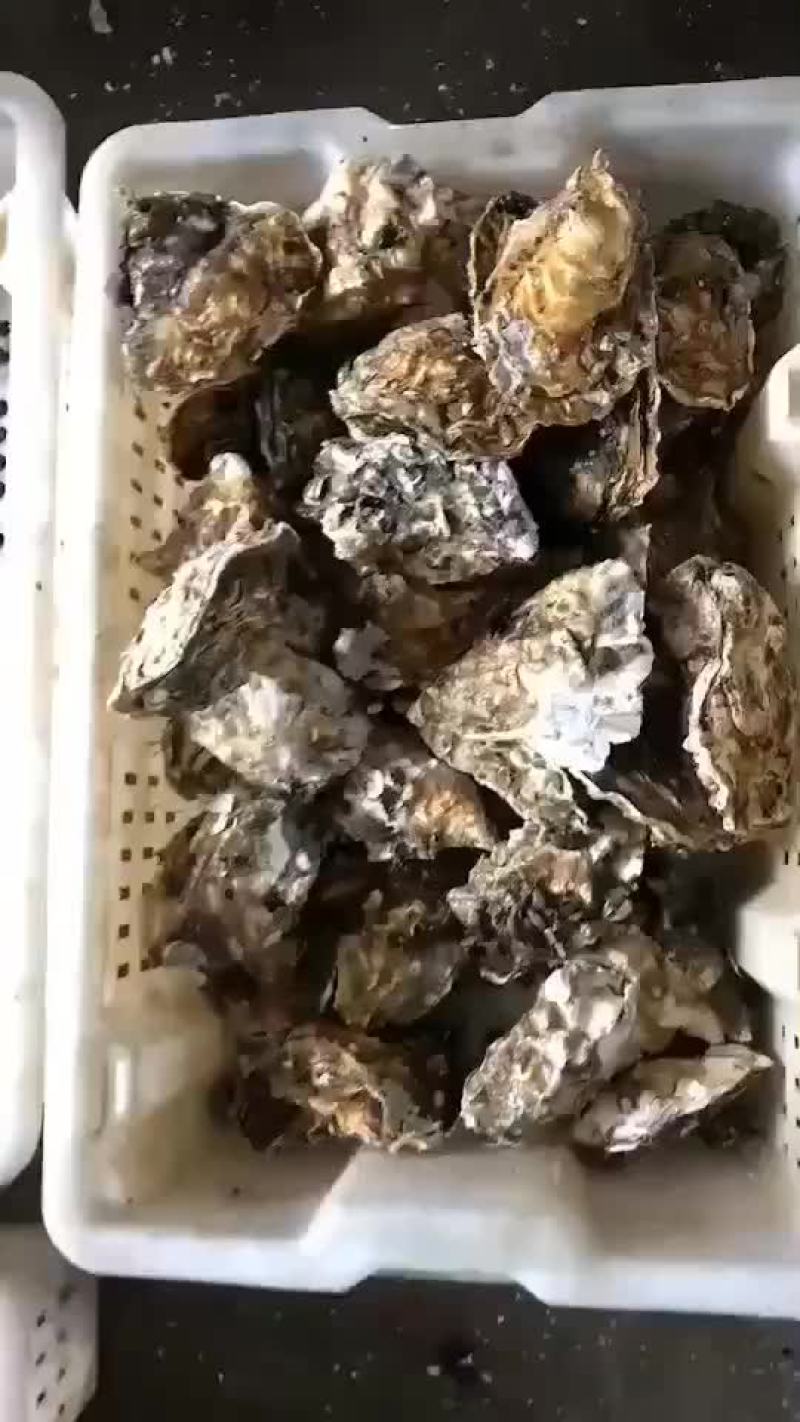 生蚝