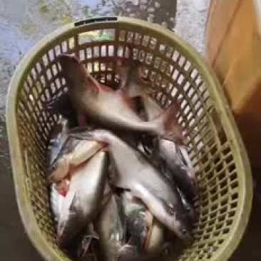 巴沙鱼现捉新鲜款产品