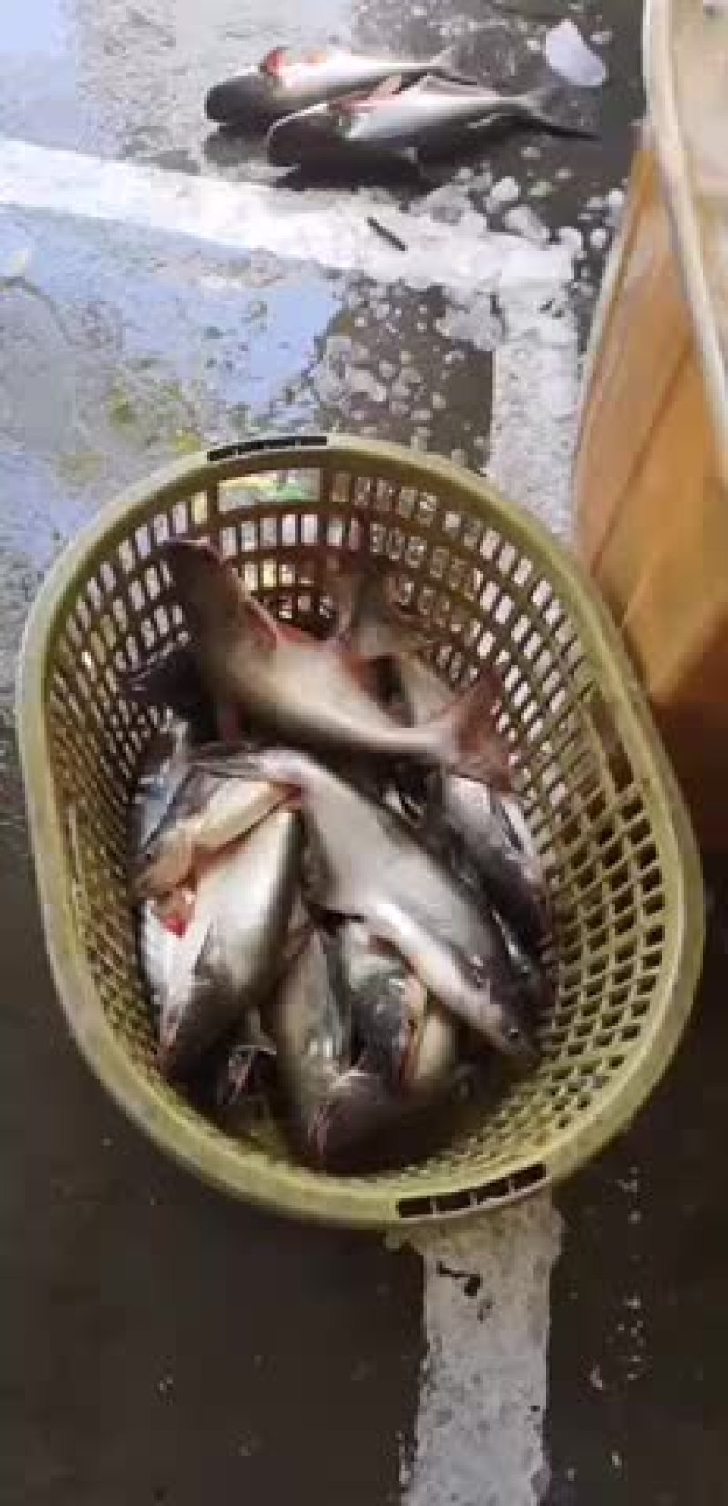 巴沙鱼现捉新鲜款产品