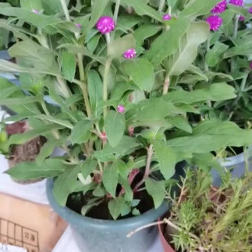 千日红盆栽杨梅花绿化苗庭院阳台花卉四季开花