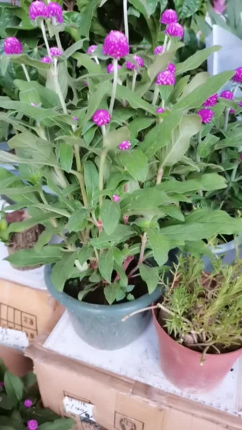 千日红盆栽杨梅花绿化苗庭院阳台花卉四季开花