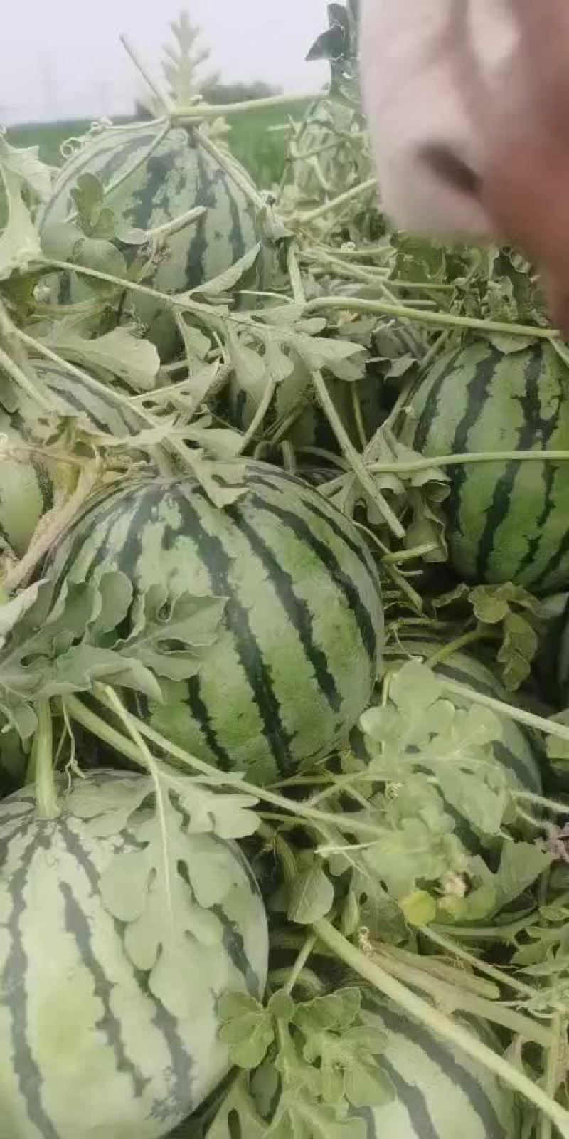 代办台头西瓜