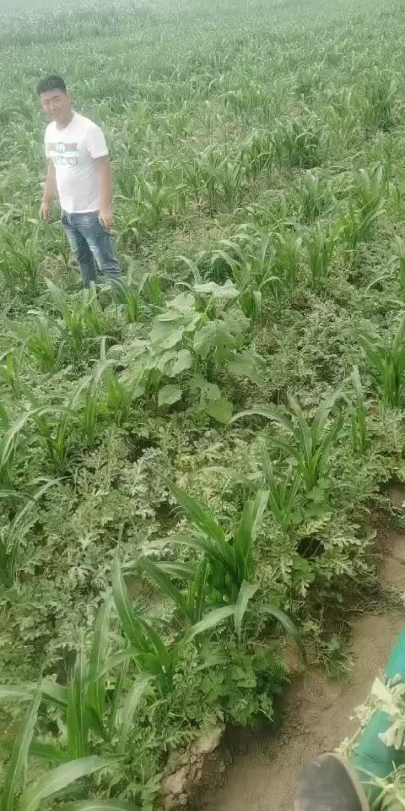 代办台头西瓜
