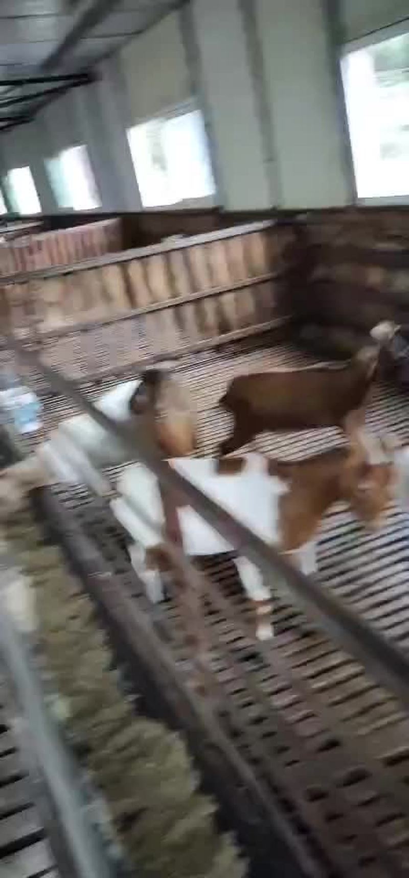 黄山羊，圈养放养都适合，