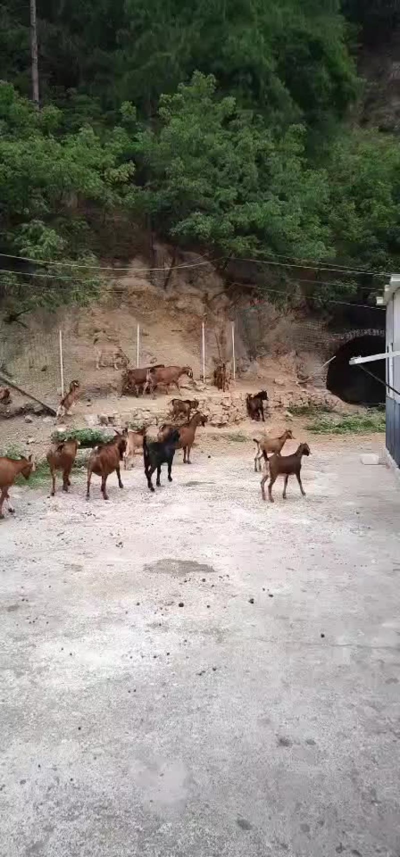 黄山羊，圈养放养都适合，