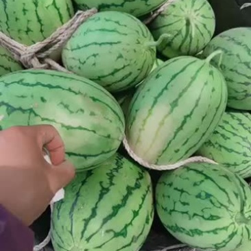 拿比特西瓜