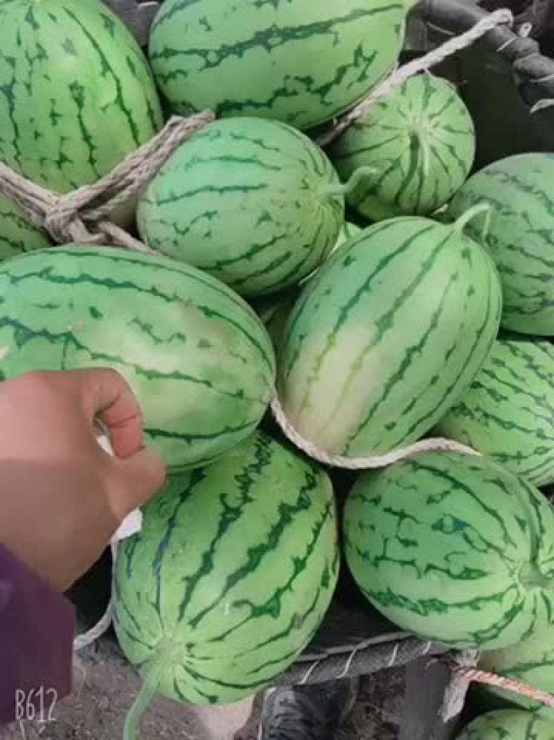 拿比特西瓜