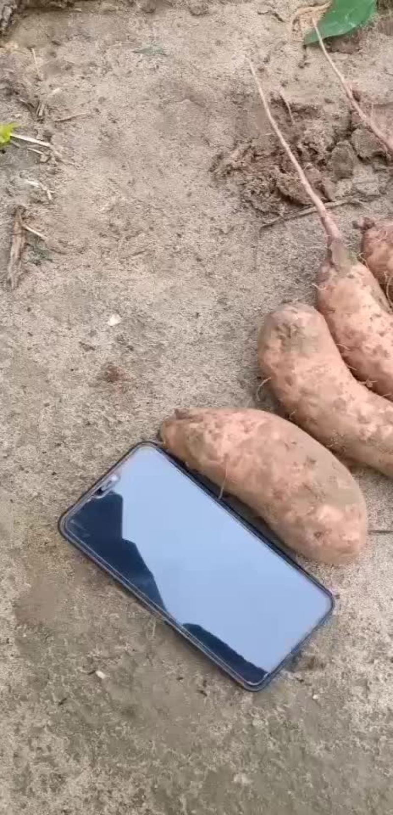 红薯