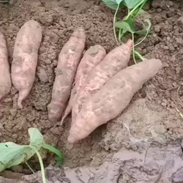 红薯