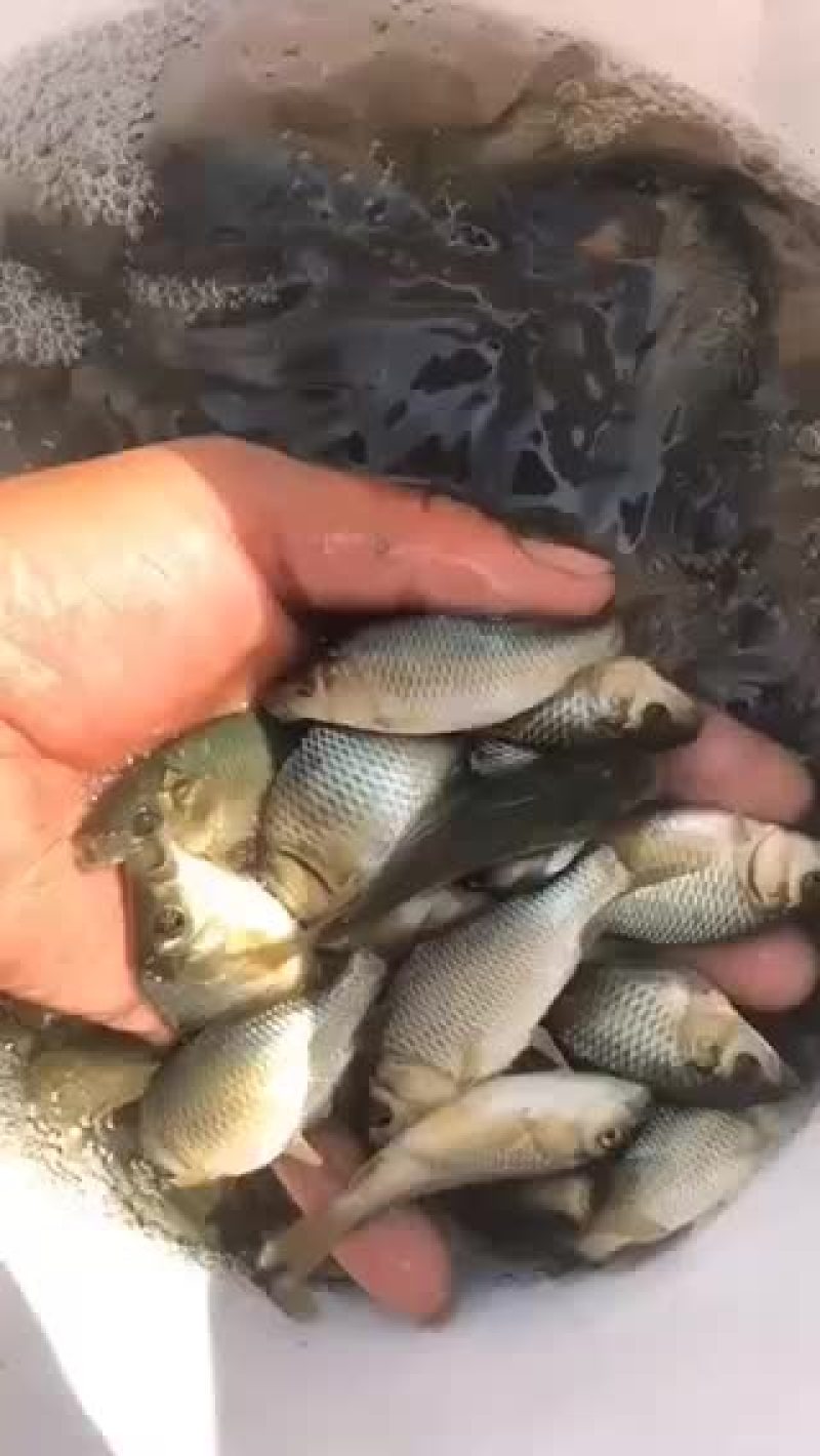 鲤鱼苗