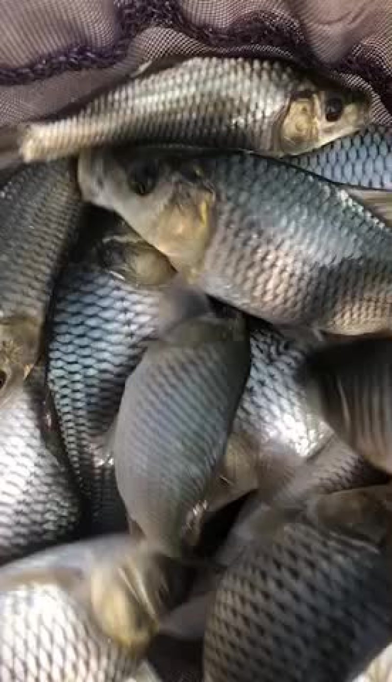 鲤鱼苗