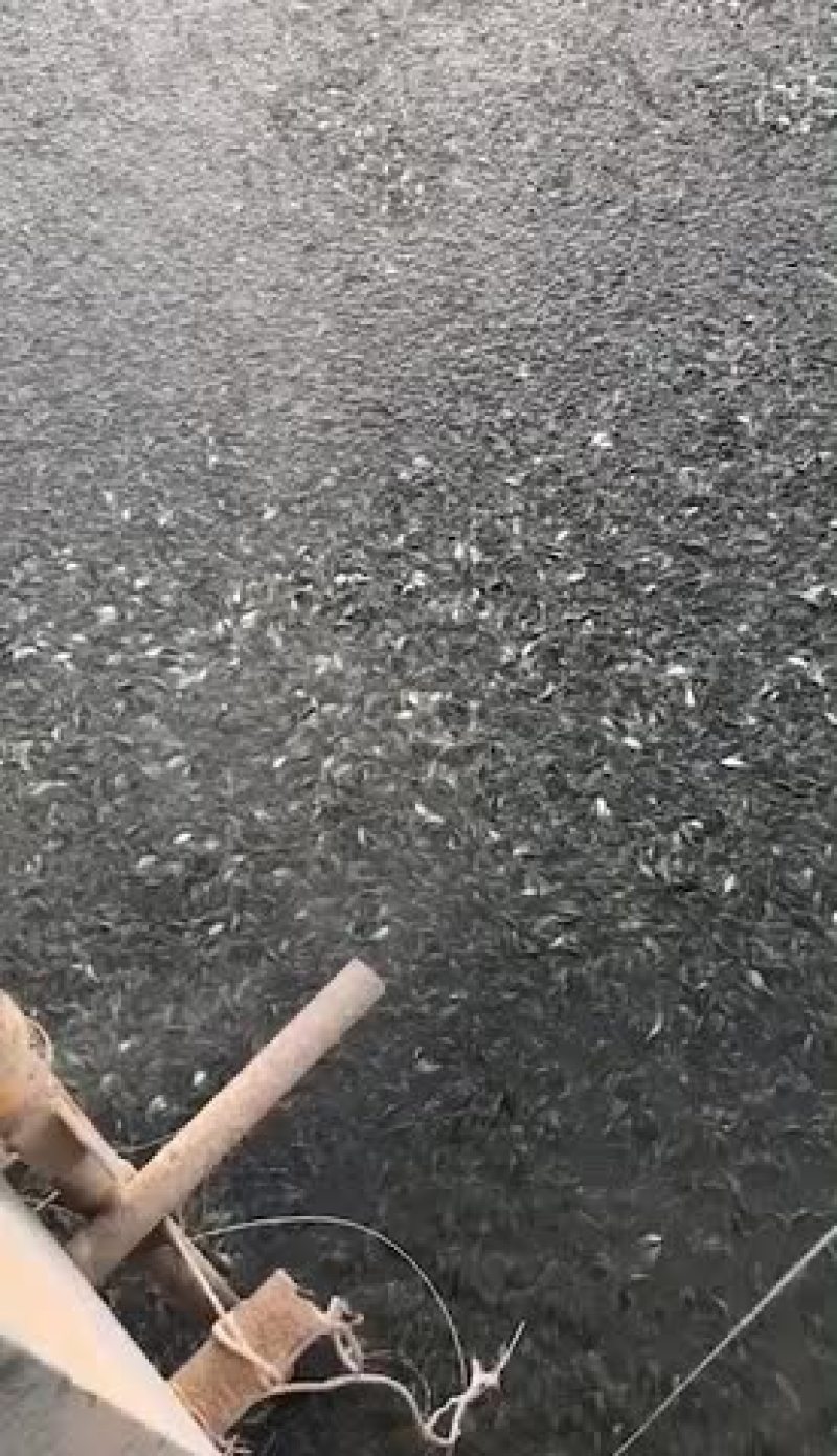 鲤鱼苗