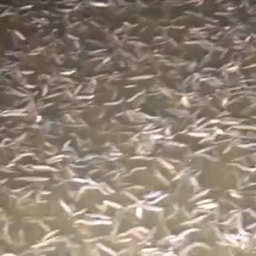 淡水鱼泥鳅