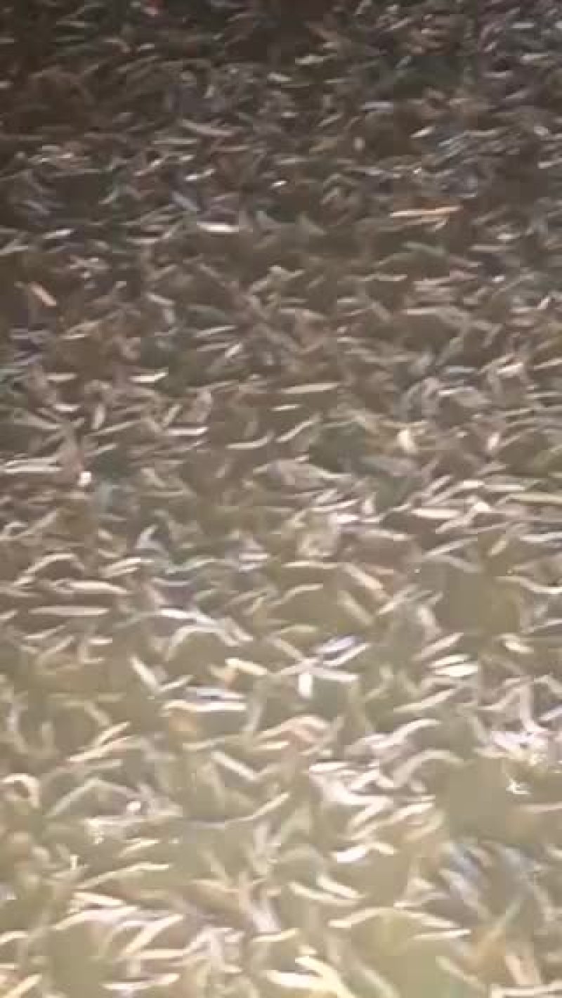 淡水鱼泥鳅