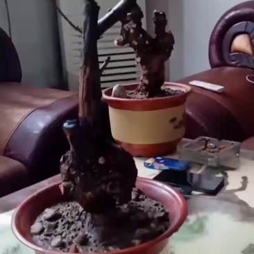 黄枸杞，黄荆老桩