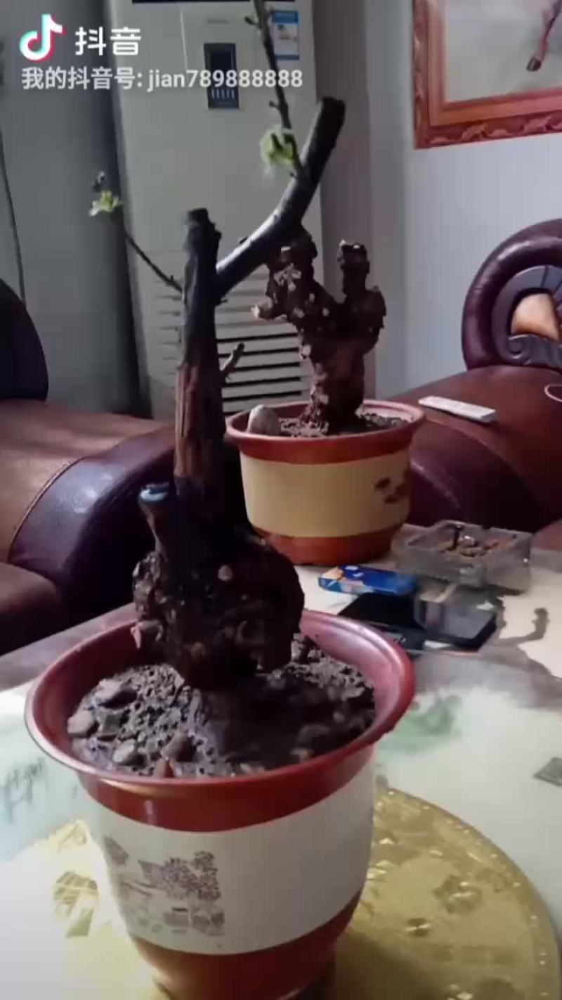 黄枸杞，黄荆老桩