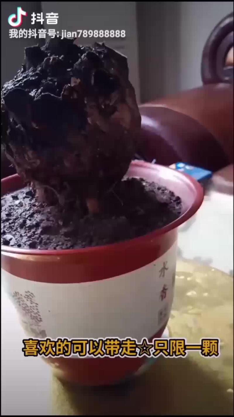 黄枸杞，黄荆老桩