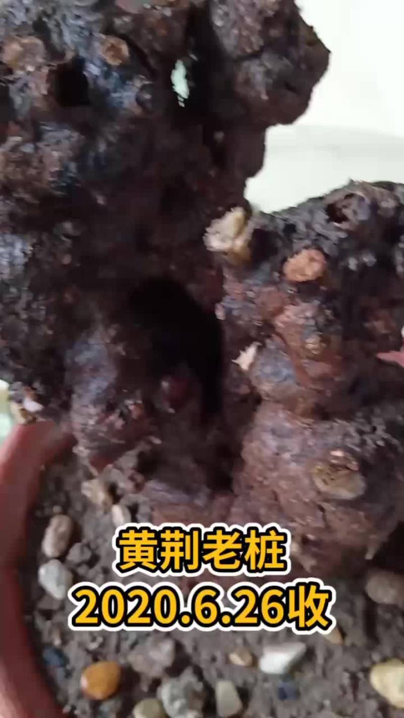 黄枸杞，黄荆老桩