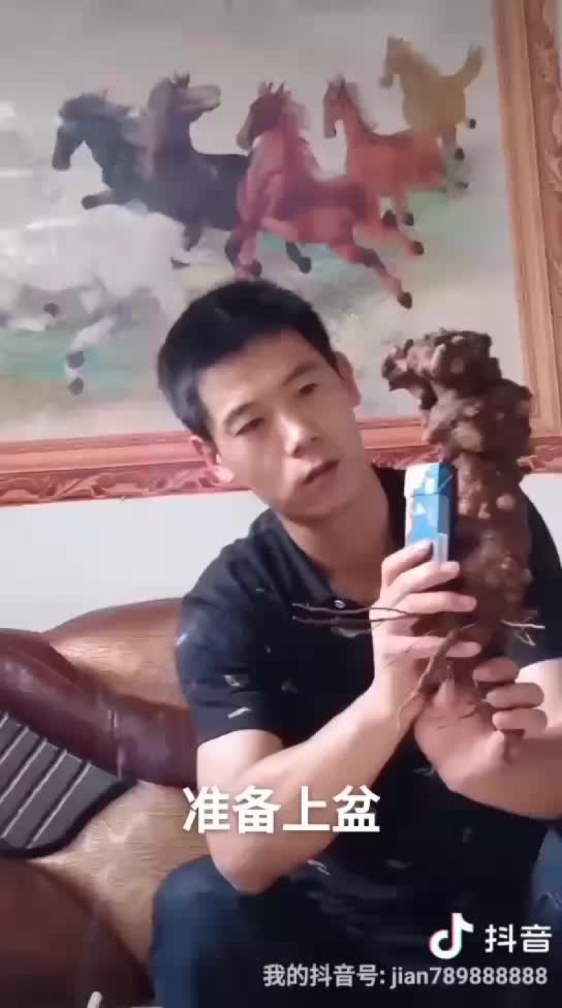 黄枸杞，黄荆老桩