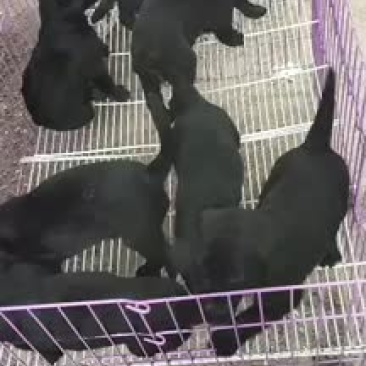 黑色拉布拉多