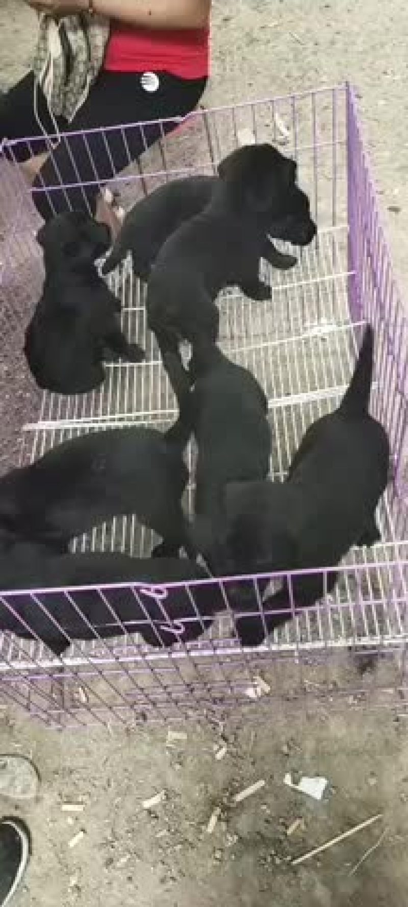 黑色拉布拉多