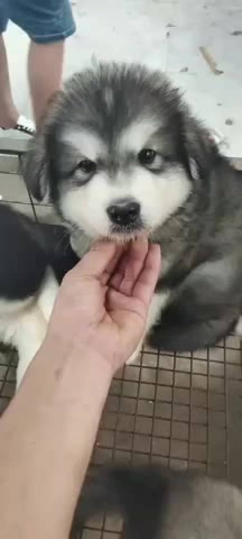 阿拉斯加