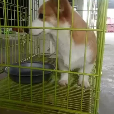 柯基犬