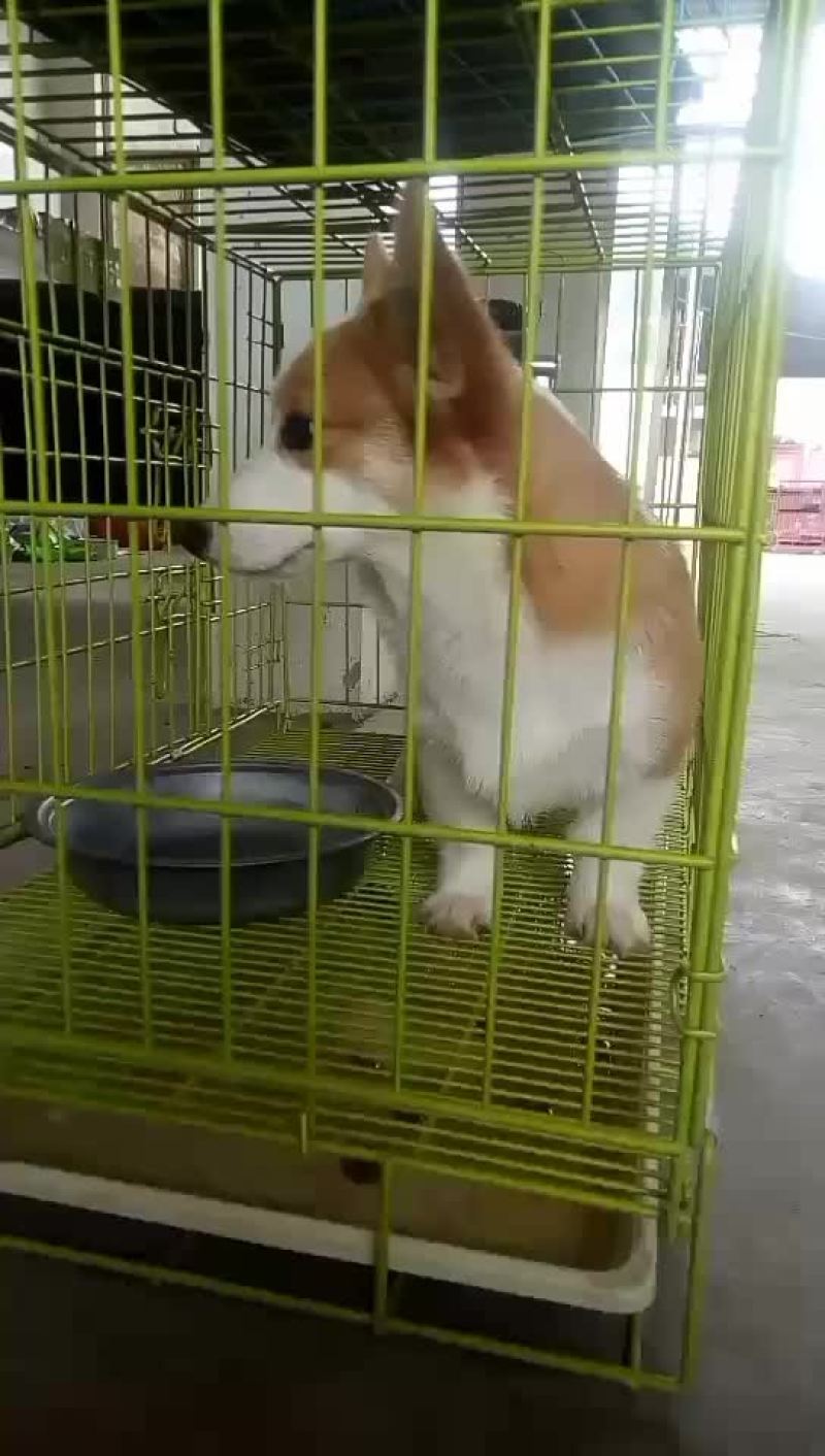 柯基犬