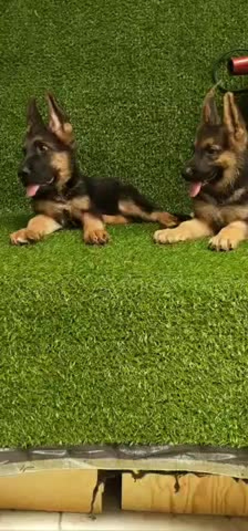 德牧