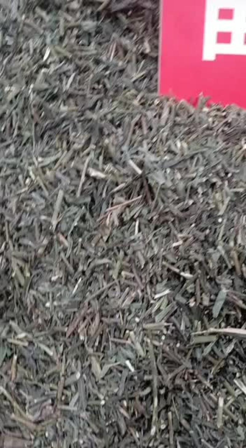 柴胡苗中药材柴胡苗硬苗柴胡叶柴胡苗香柴胡苗正品净货