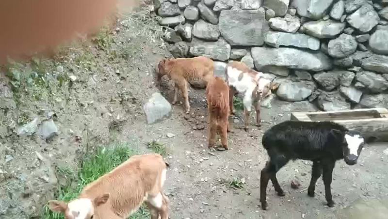 精品牛犊，需要的老板看过来