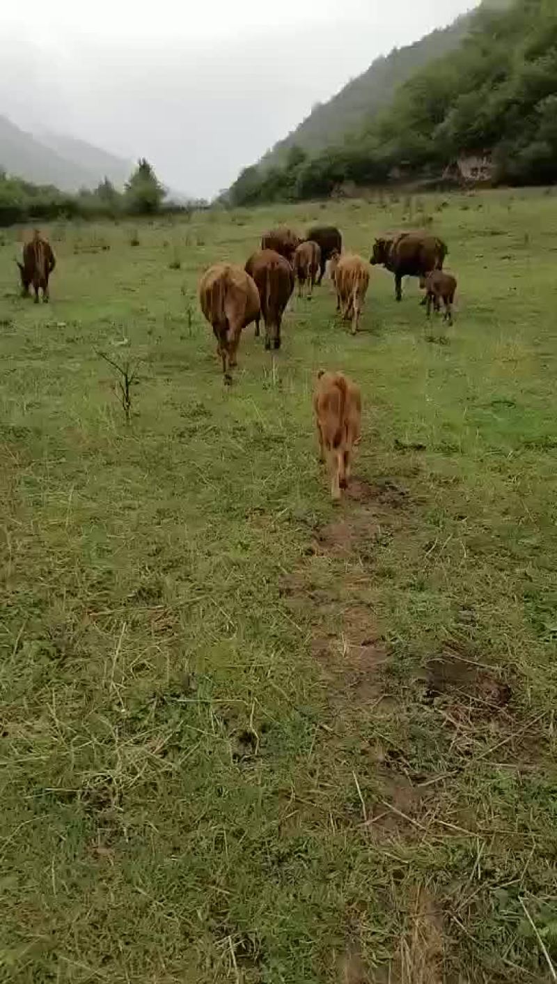 精品牛犊，需要的老板看过来