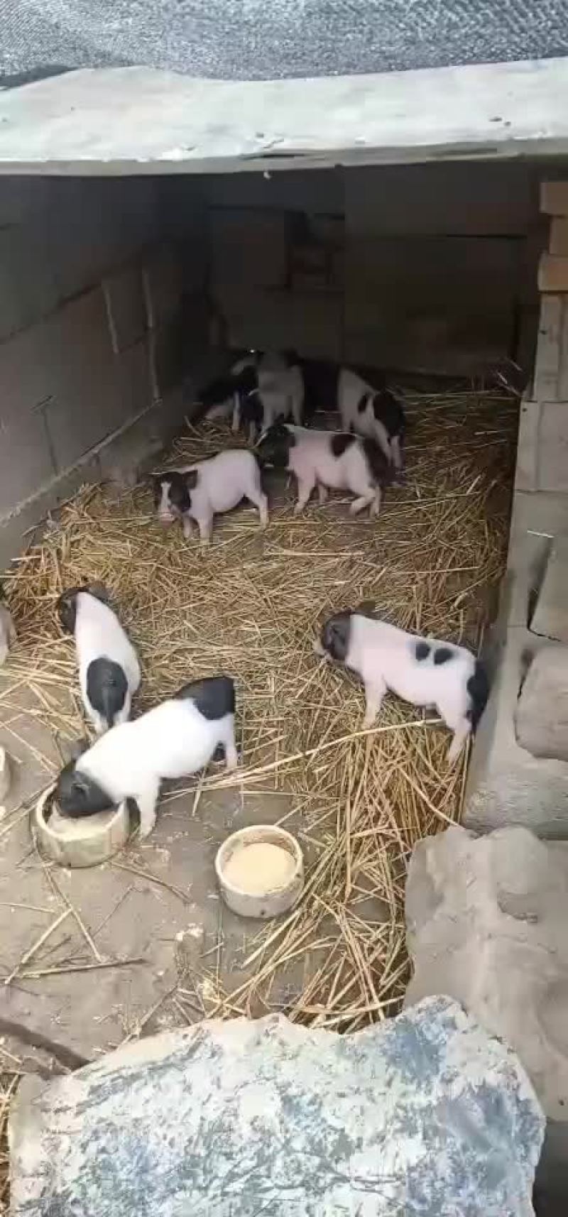 基地直供，精品香猪，可视频选购，支持线上保障交