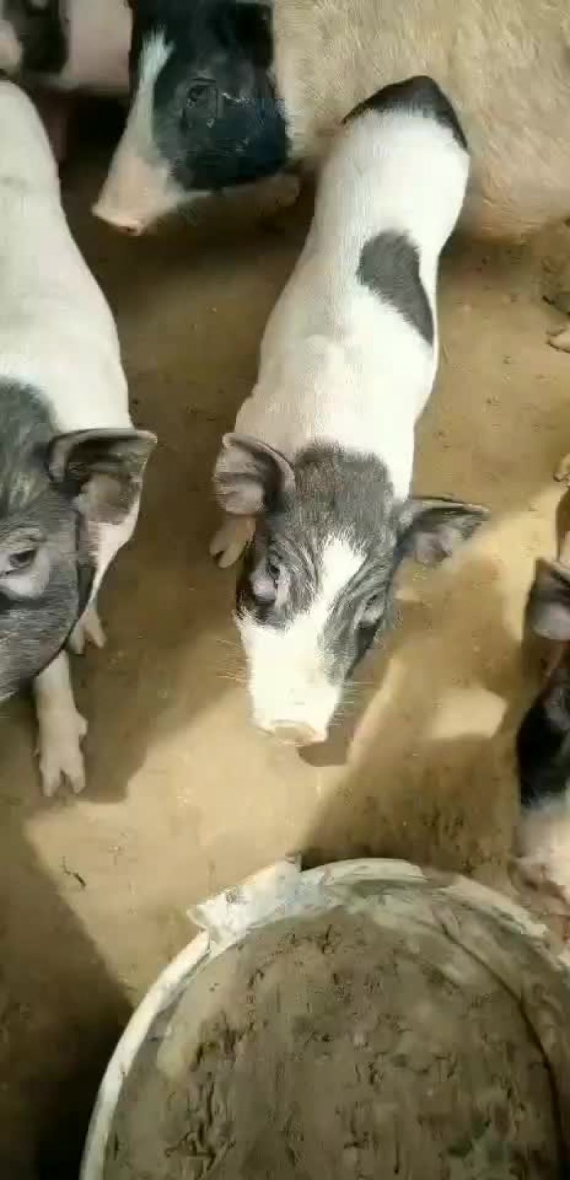 基地直供，精品香猪，可视频选购，支持线上保障交