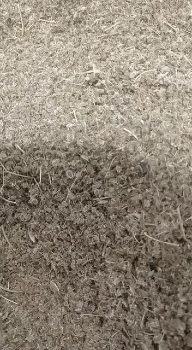 鹤虱鹤虱500克包邮中药材野生新货北鹤虱窃衣子