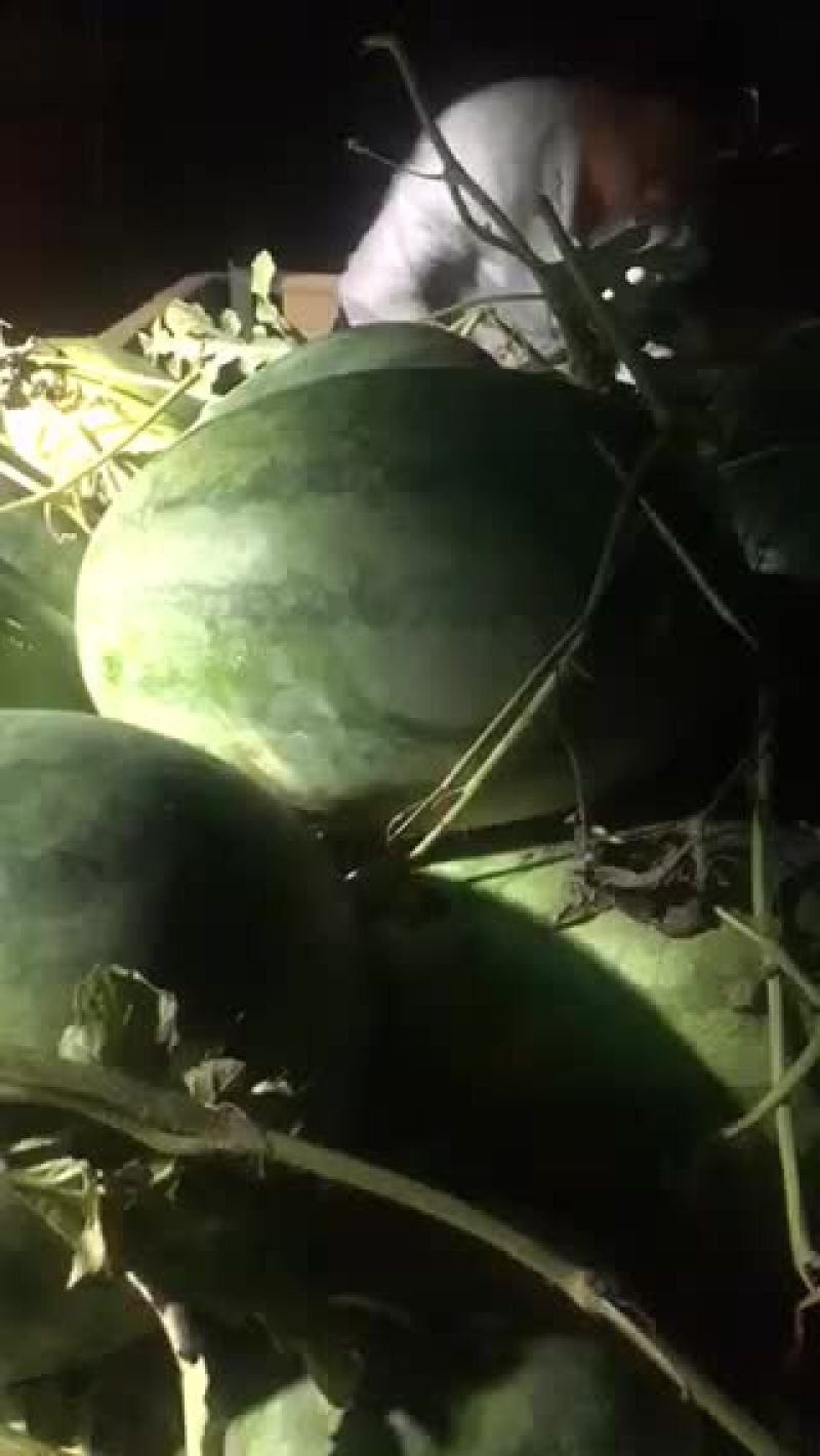 龙卷风大量上市了，欢迎新老客户前来收购。
