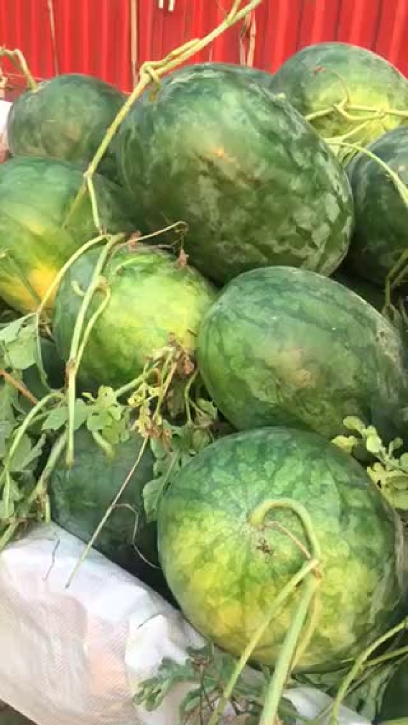 龙卷风大量上市了，欢迎新老客户前来收购。