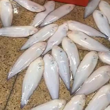 龙舌鱼