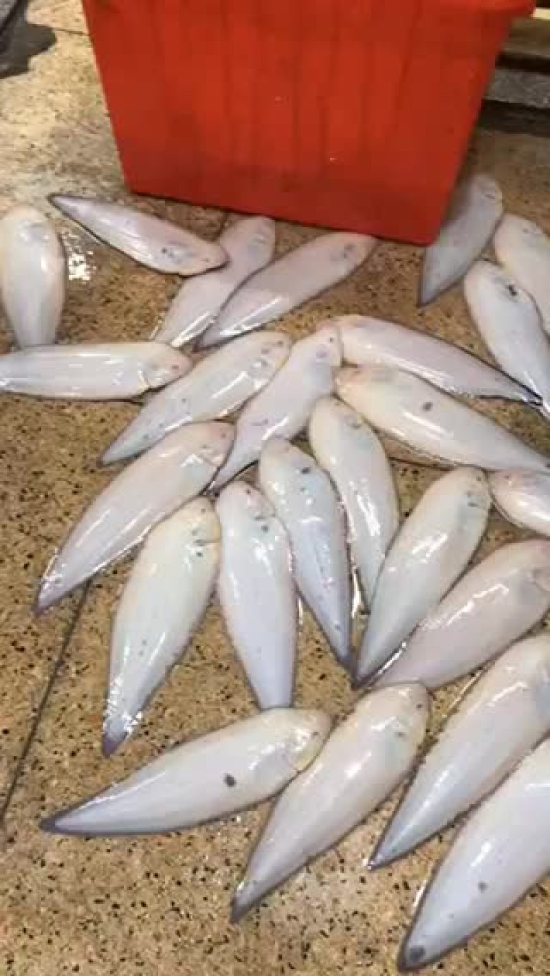 龙舌鱼