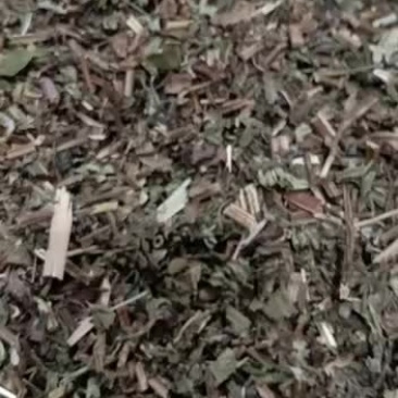 薄荷。薄荷薄荷全棵薄荷段2020年新货