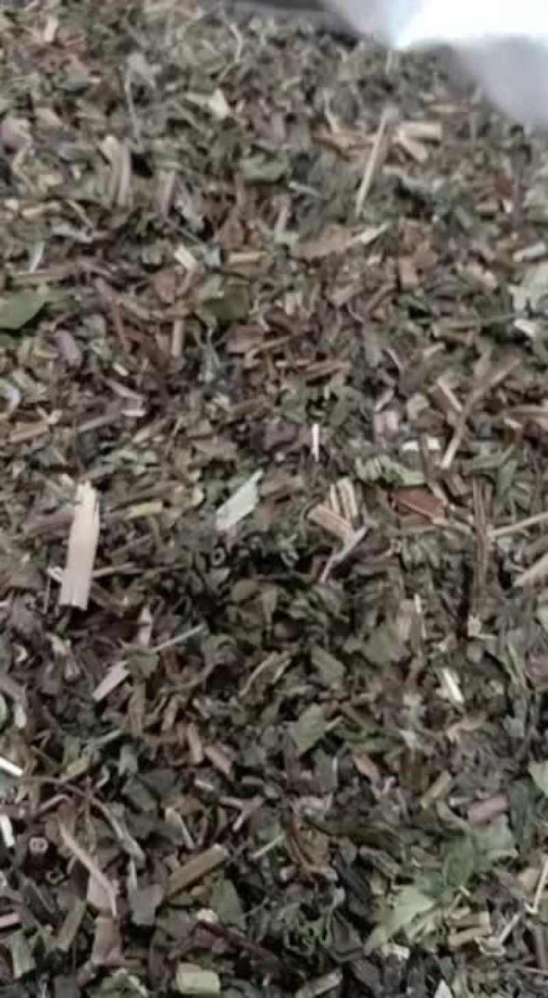 薄荷。薄荷薄荷全棵薄荷段2020年新货